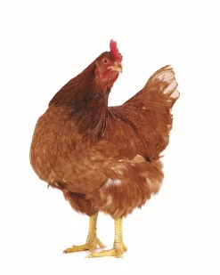 Discount Aliment poules pondeuses - 25kg Aliments Animaux De Compagnie