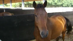 Bande en caoutchouc réemploi - 4m Habillage Parois De Box Et Barrières