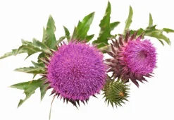 Best Chardon Marie - Poudre - 1kg Aliments Complémentaires