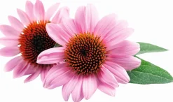 Outlet Echinacée - Poudre - 1kg Aliments Complémentaires