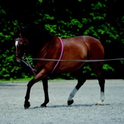 New Enrênement extenseur - T. cheval Travail À La Longe & Voltige