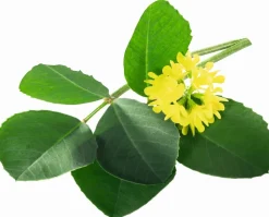 New Fenugrec - Poudre - 1kg Aliments Complémentaires