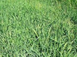 Fléole des prés Semences Fourragères