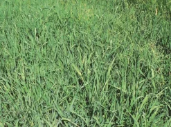 Fléole des prés Semences Fourragères