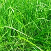Best Fétuque des prés Semences Fourragères