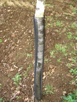 Outlet Gaines de protection tronc - Ø11cm - 55cm - 120 pièces Aménagement Extérieur