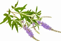 Discount Gattilier - Poudre - 1kg Aliments Complémentaires