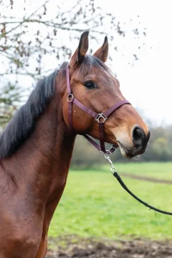 New Licol nylon doublé cuir Licols Et Longes