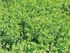 Sale Lotier corniculé Semences Fourragères