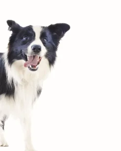 Outlet Mag Life Major Adult - 20kg Aliments Animaux De Compagnie