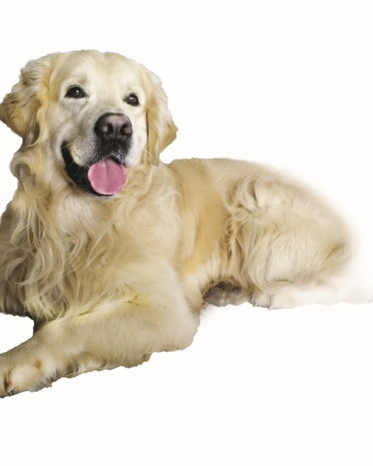 Sale Mag Life Premium Adult - 20kg Aliments Animaux De Compagnie