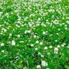 Sale Mix 3 trèfles blancs - 10kg Semences Fourragères