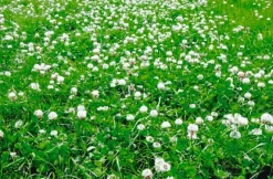 Sale Mix 3 trèfles blancs - 10kg Semences Fourragères