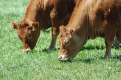 Online Mix Festin - 15kg Semences Fourragères