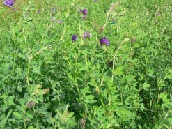 New Mix Luz Norsud inoculé - 10kg Semences Fourragères