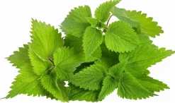 Discount Ortie - Poudre - 1kg Aliments Complémentaires