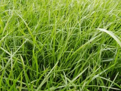 Hot RGA Casero - 10kg Semences Fourragères