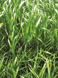 New RGI non alternatif tétraploïde Ycar - 10kg Semences Fourragères