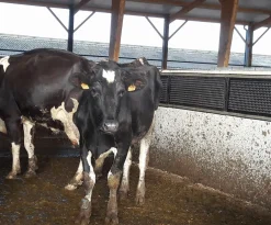 Best Station de grattage - Grat'O Gratte Horizontal Station De Grattage