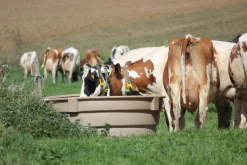 Sale Vital'O rond Abreuvoirs D'Extérieur